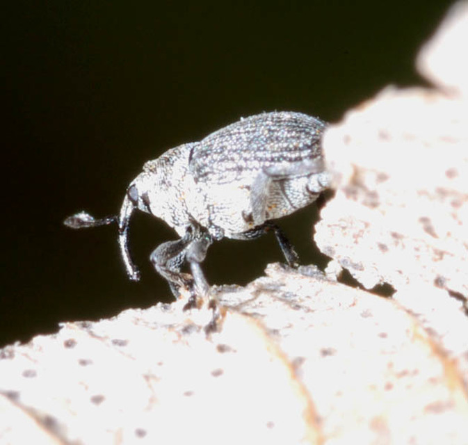 Ceutorhynchus typhae - pásztortáska-ceutormányos