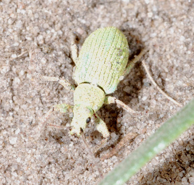 Phyllobius virideaeris - halványzöld levélormányos