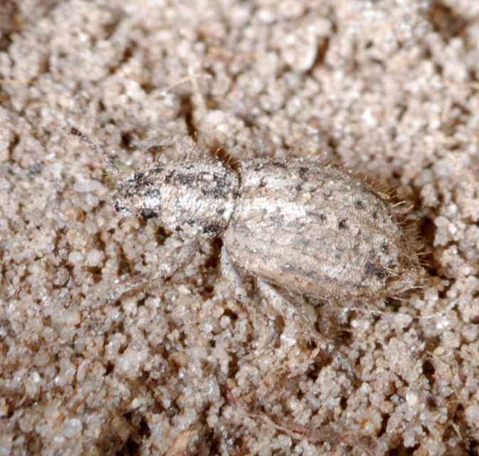 Cycloderes pilosulus - pikkelyeslábú ormányos