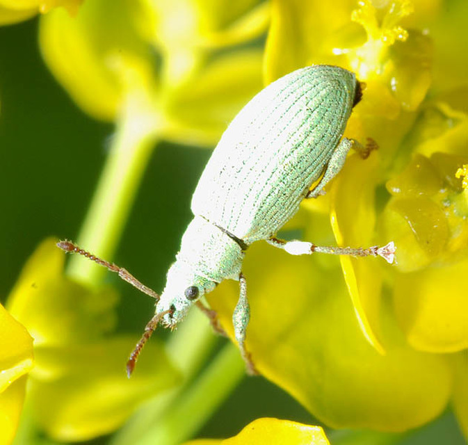 Phyllobius virideaeris - halványzöld levélormányos