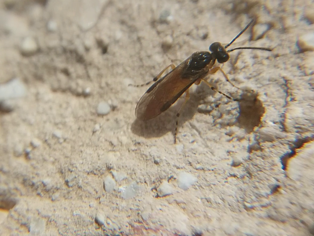 Hymenoptera - Hártyásszárnyúak