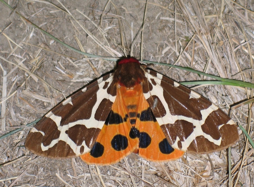 Arctia caja - közönséges medvelepke