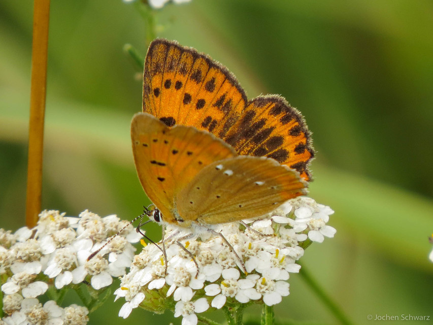 Lycaena virgaureae - arany-tűzlepke