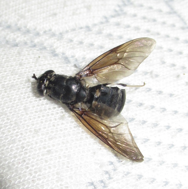 Hermetia illucens