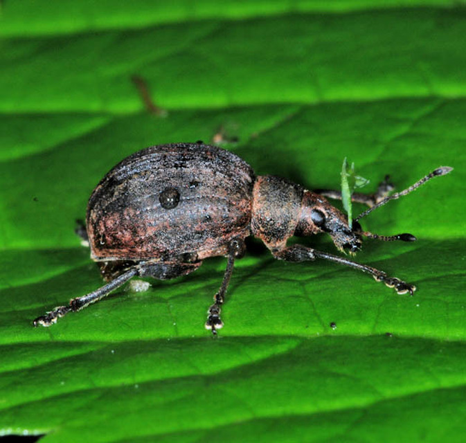 Liophloeus