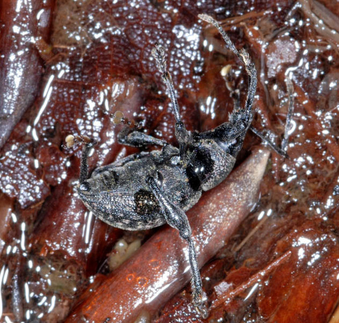 Otiorhynchus multipunctatus - sokpontos gyalogormányos
