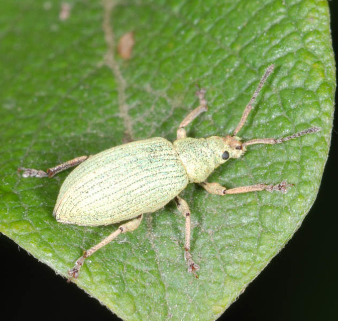Phyllobius virideaeris - halványzöld levélormányos