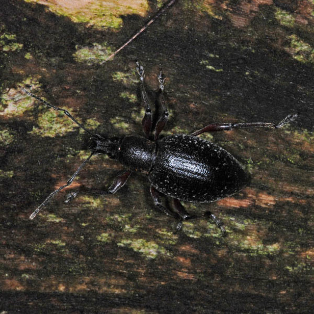 Otiorhynchus hungaricus - magyar gyalogormányos