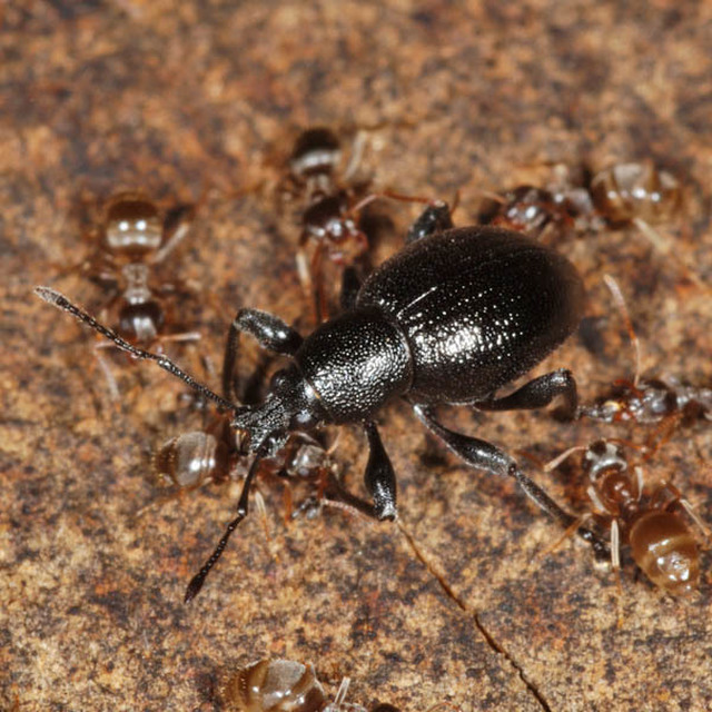 Otiorhynchus lirus - fényes gyalogormányos