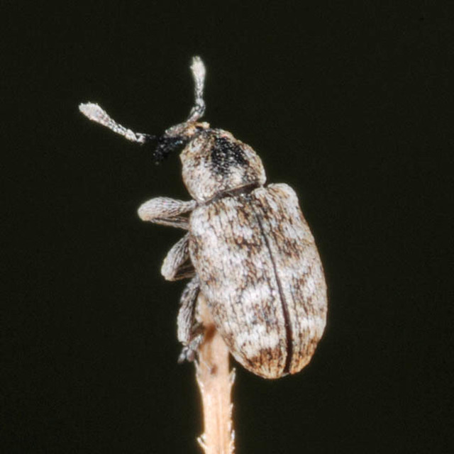 Smicronyx