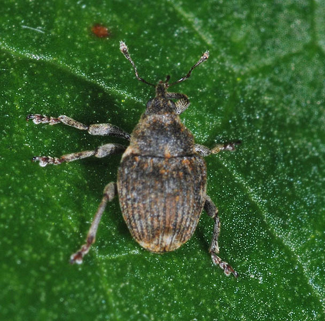 Nedyus quadrimaculatus - közönséges csalánormányos