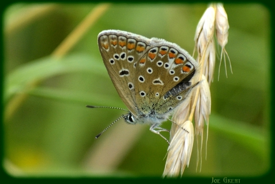 Polyommatus icarus - közönséges boglárka