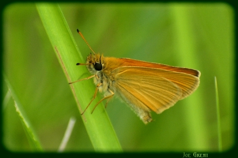 Thymelicus lineola - vonalas busalepke