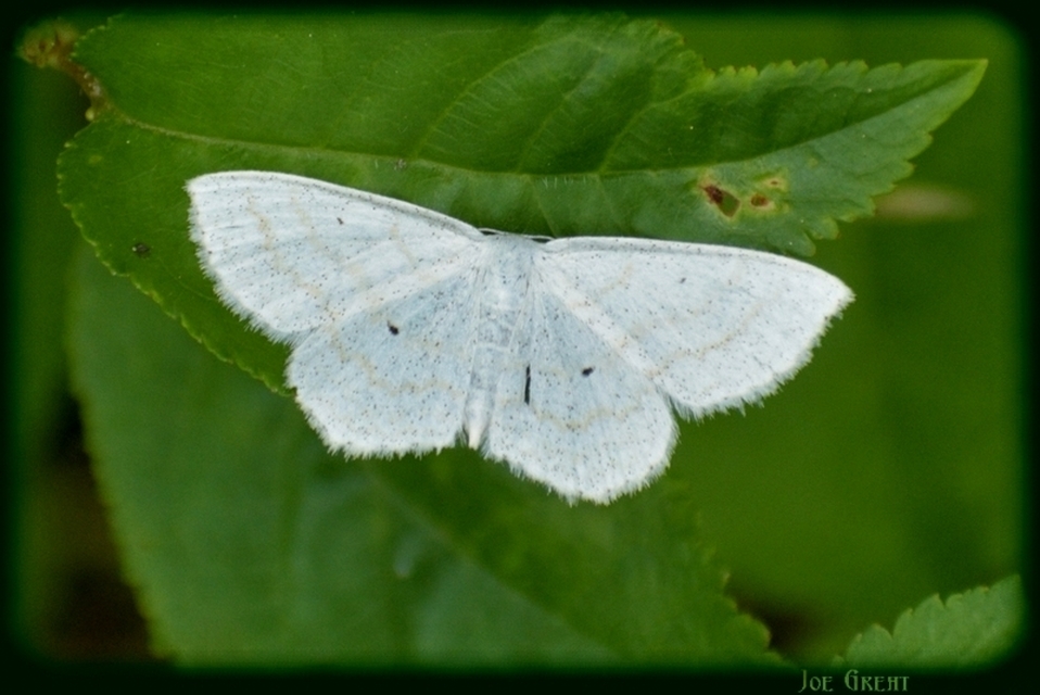 Scopula caricaria - mocsári fehéraraszoló