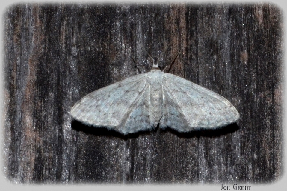 Idaea seriata - szürke apróaraszoló