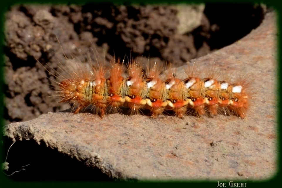 Acronicta rumicis - sóska-szigonyosbagoly