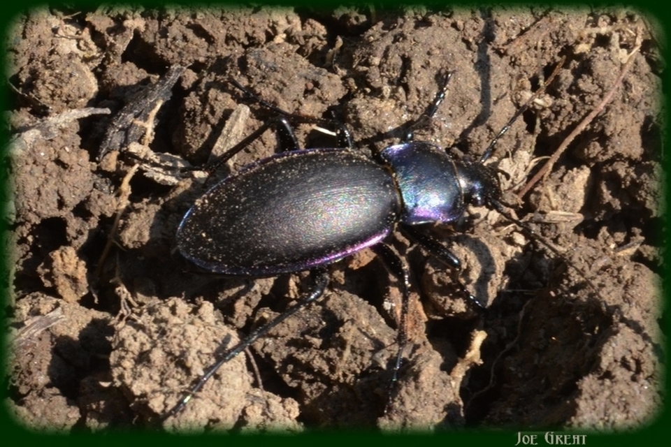 Carabus violaceus - kékfutrinka