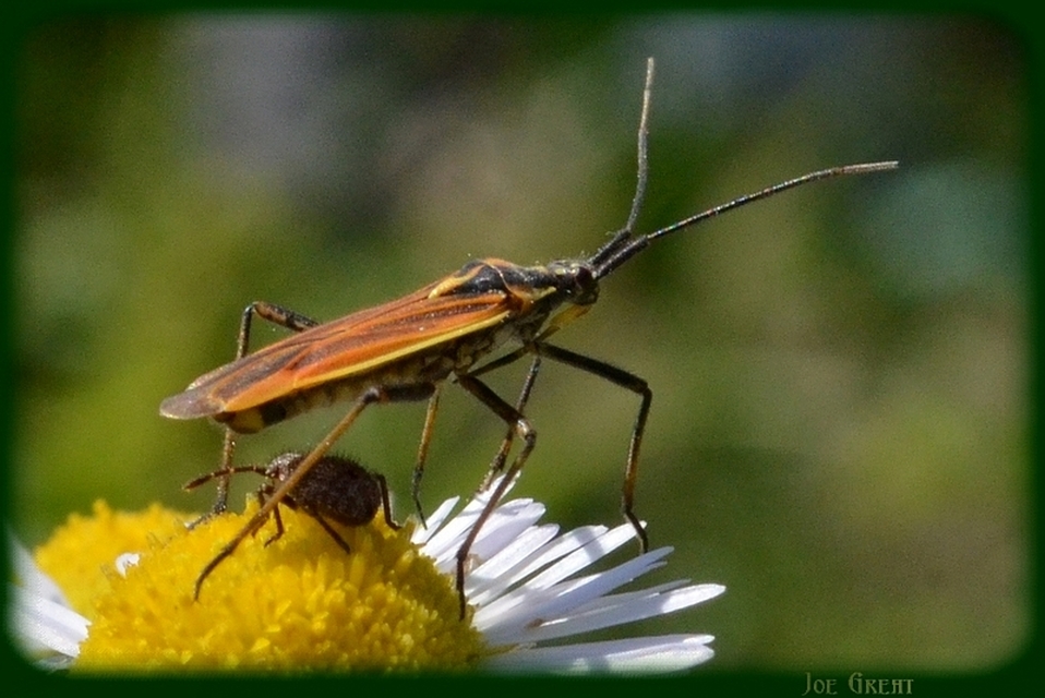 Leptopterna dolabrata - közönséges mezeipoloska