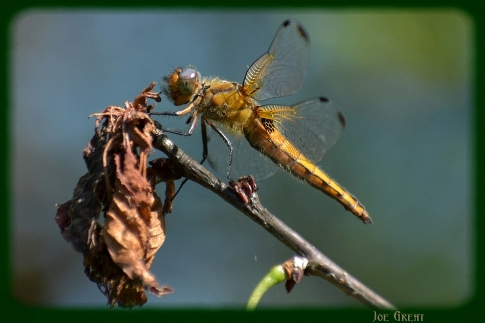 Libellula fulva - kisfoltos laposacsa