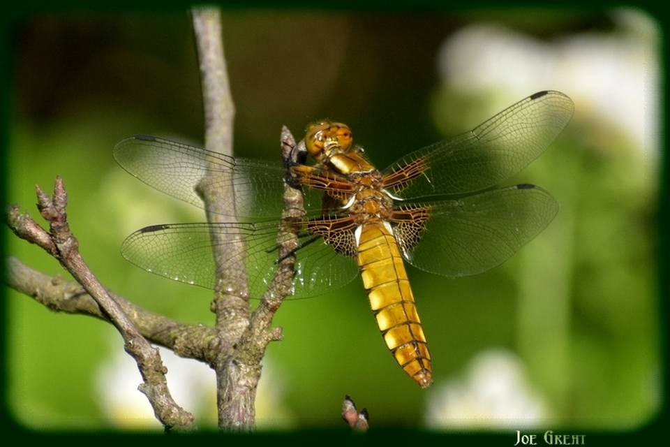 Libellula depressa - széles laposacsa