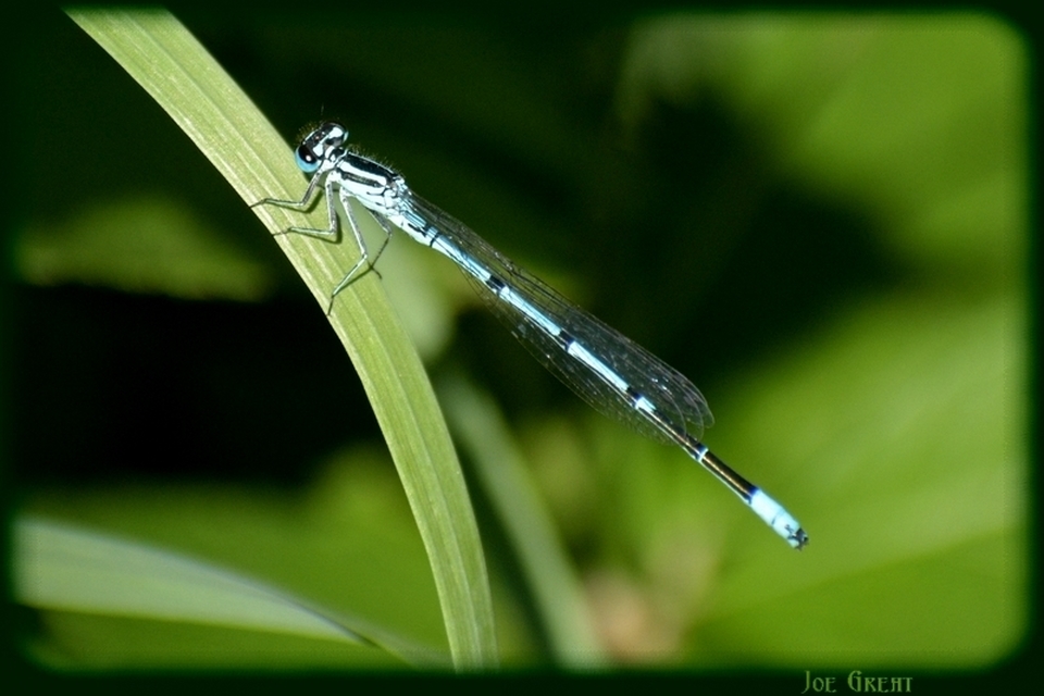 Coenagrion puella - azúrkék légivadász