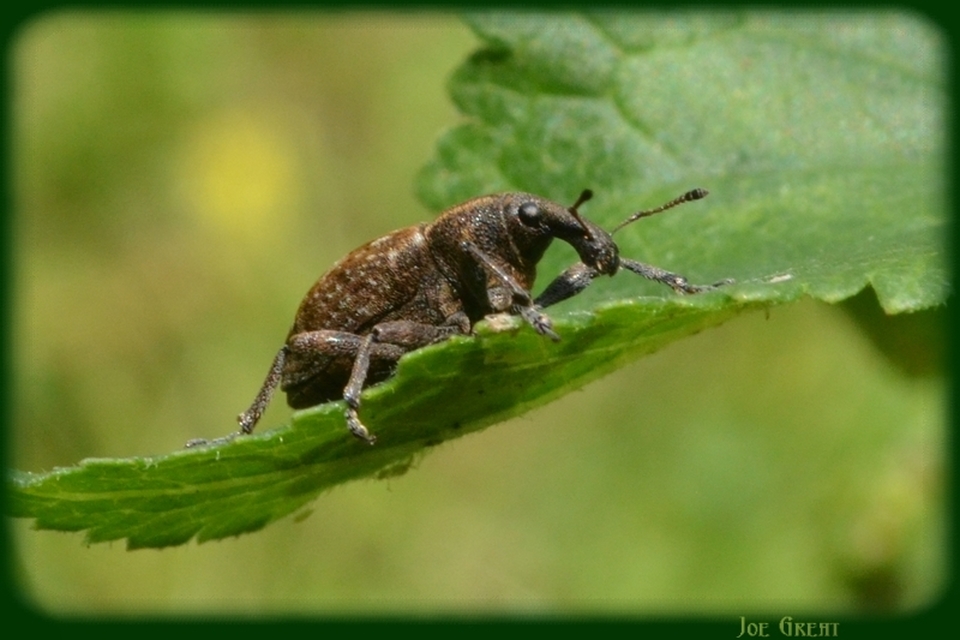 Lepyrus capucinus - pettyes fűzormányos