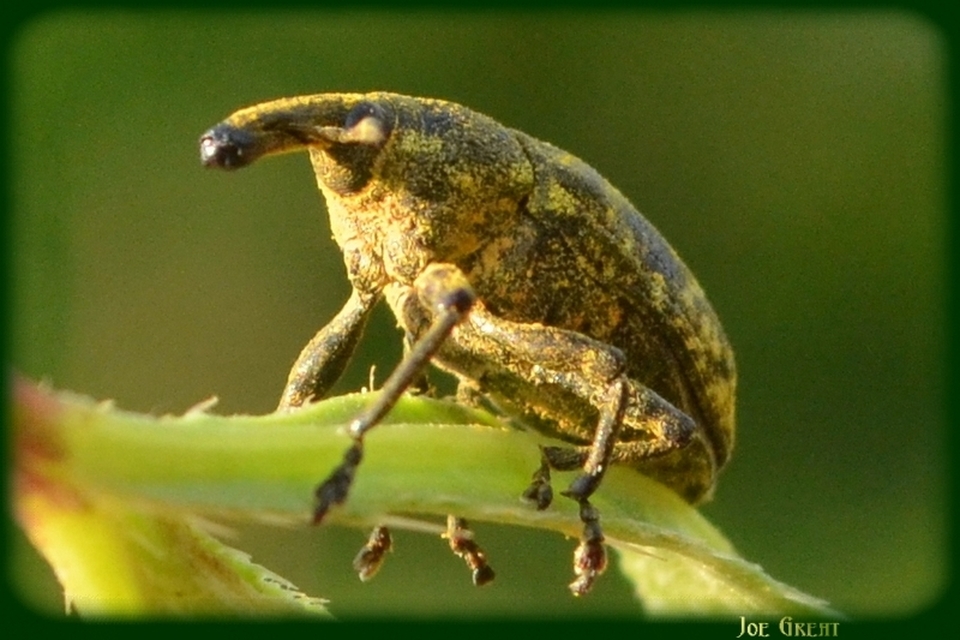 Larinus