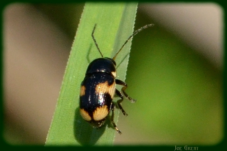 Cryptocephalus moraei - közönséges zömökbogár