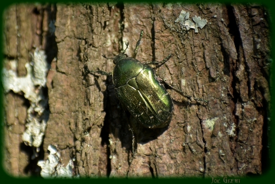 Cetonia aurata - aranyos virágbogár