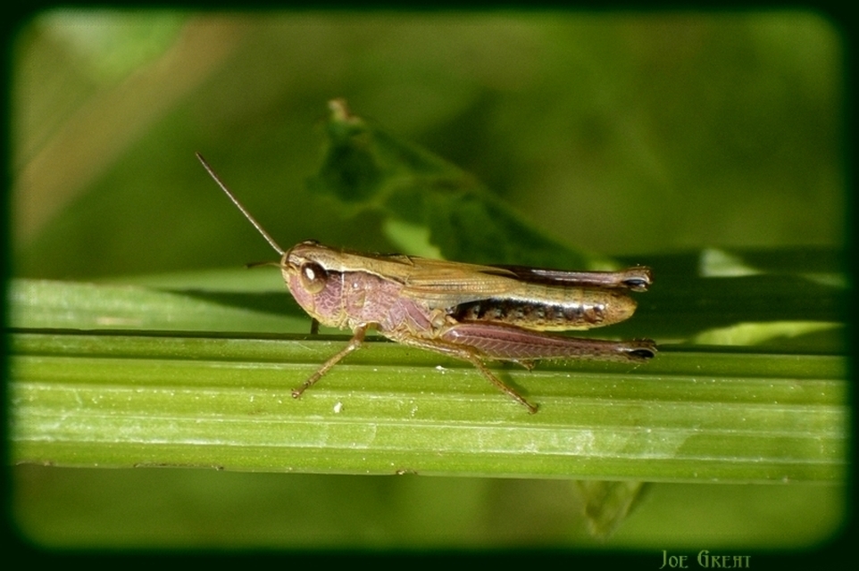 Pseudochorthippus parallelus - közönséges rétisáska
