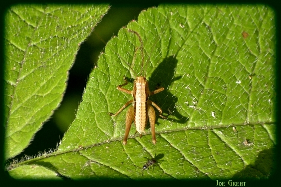 Pholidoptera griseoaptera - szürke avarszöcske