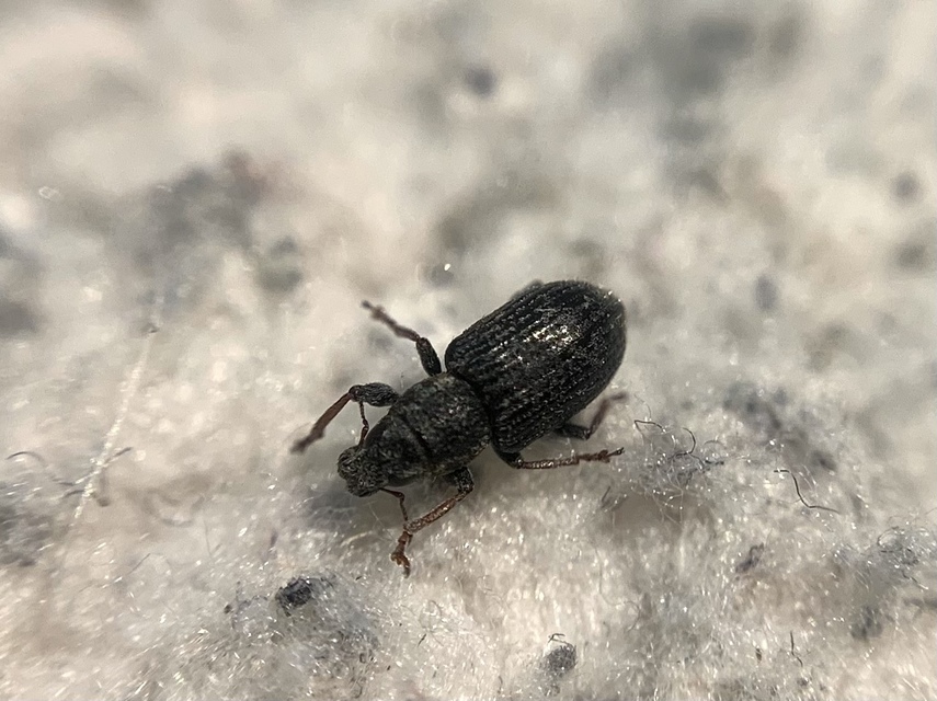 Sitona hispidulus - szőrös csipkézőbogár
