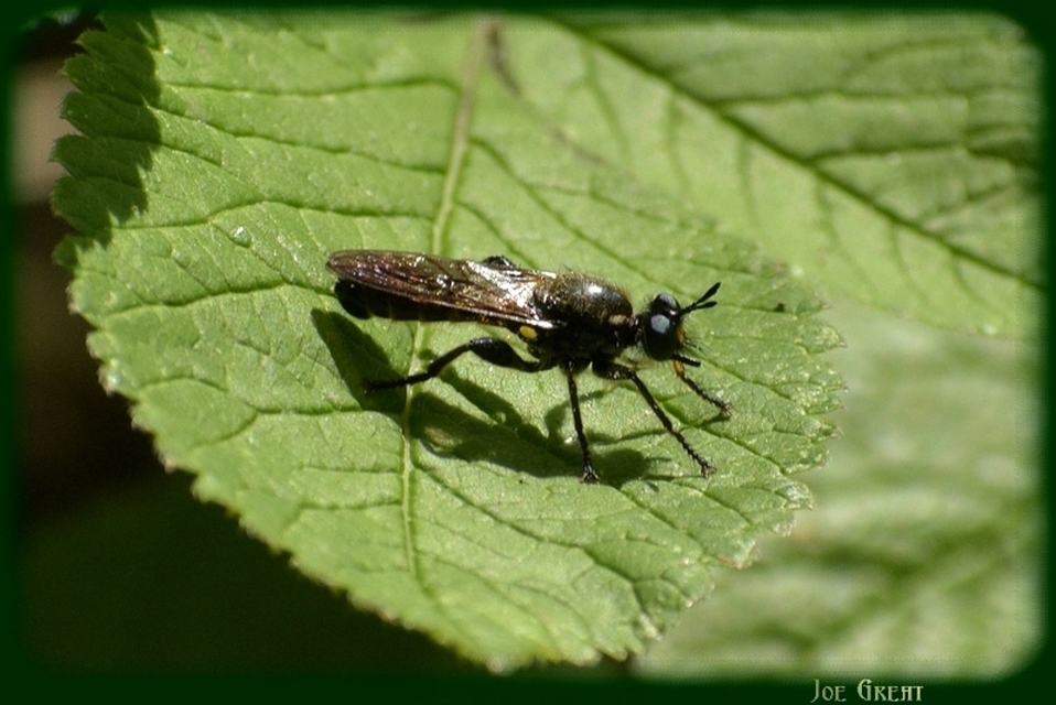 Hymenoptera - Hártyásszárnyúak