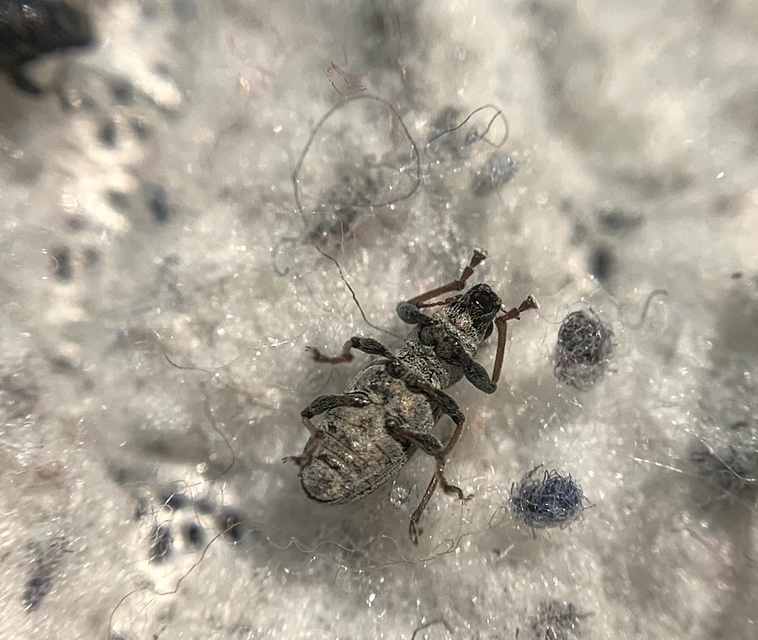 Sitona lateralis - iglice-csipkézőbogár