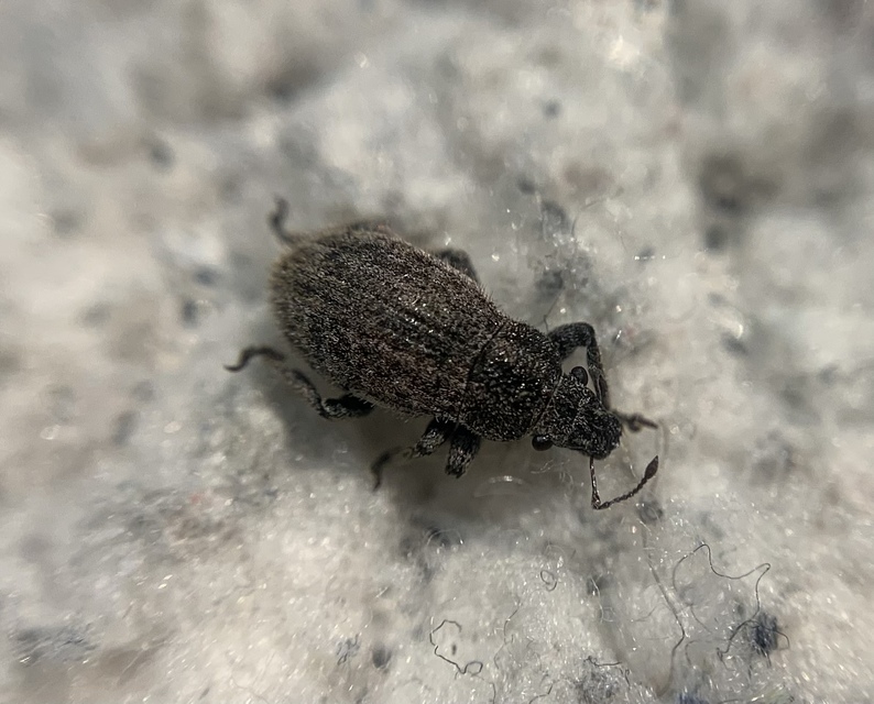 Strophosoma faber - homoki mesterormányos