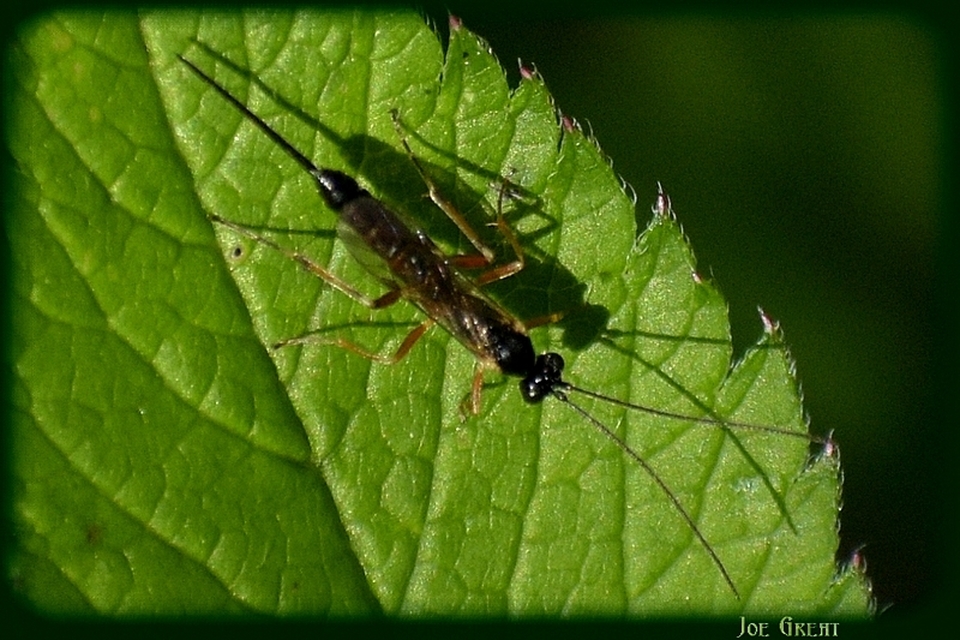 Hymenoptera - Hártyásszárnyúak
