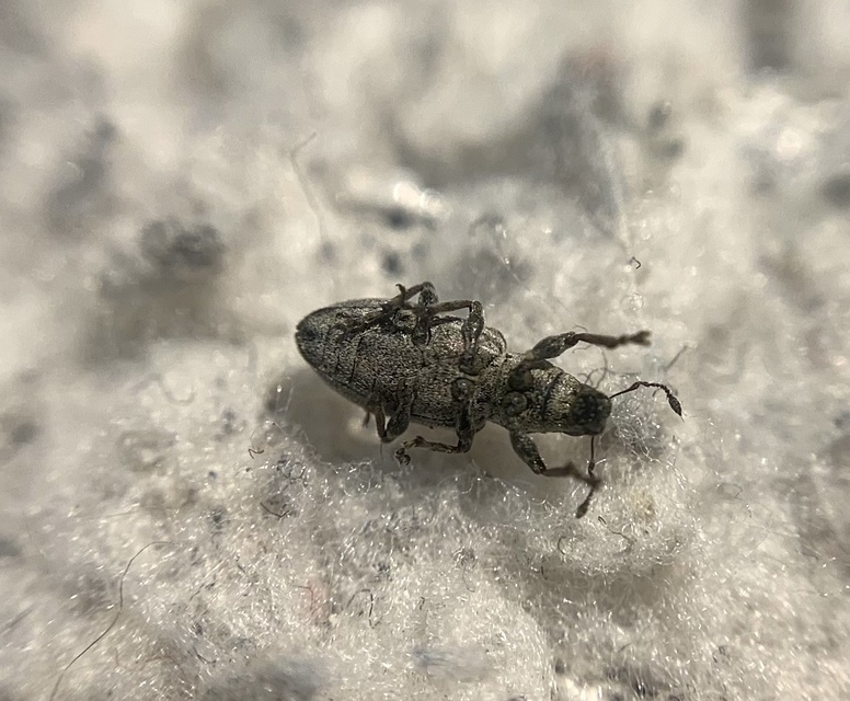 Sitona humeralis - lucerna-csipkézőbogár