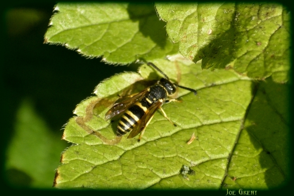 Hymenoptera - Hártyásszárnyúak