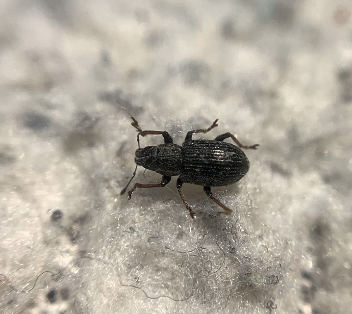 Sitona hispidulus - szőrös csipkézőbogár