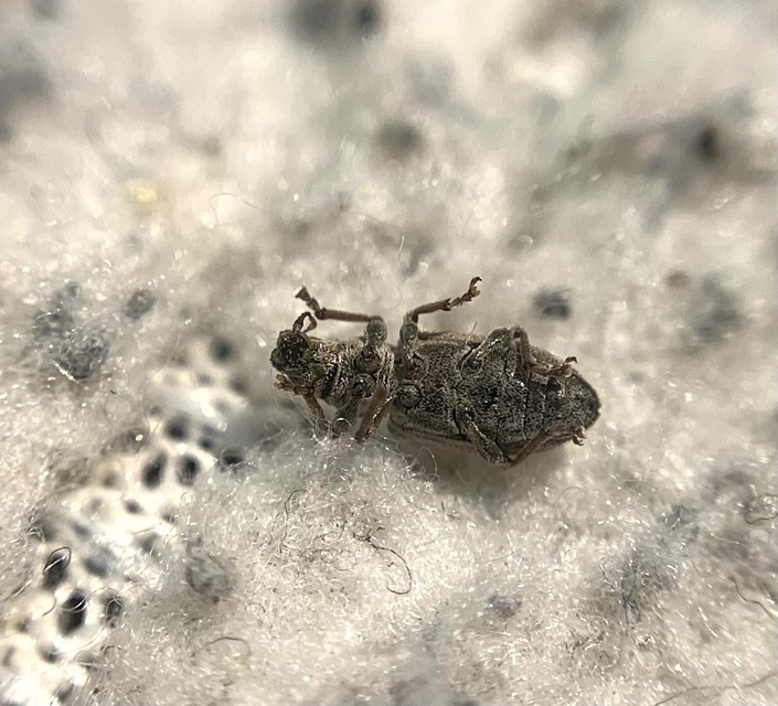 Sitona humeralis - lucerna-csipkézőbogár