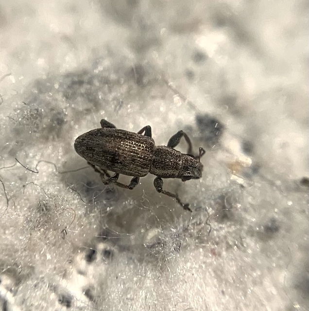 Sitona cylindricollis - hengerestorú csipkézőbogár
