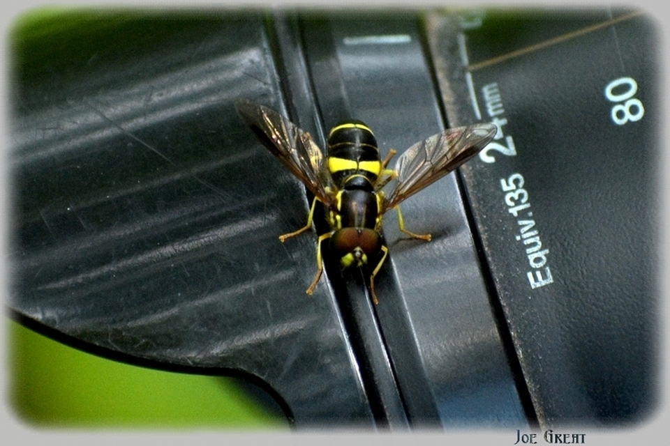 Chrysotoxum bicinctum - kétpántos öveslégy