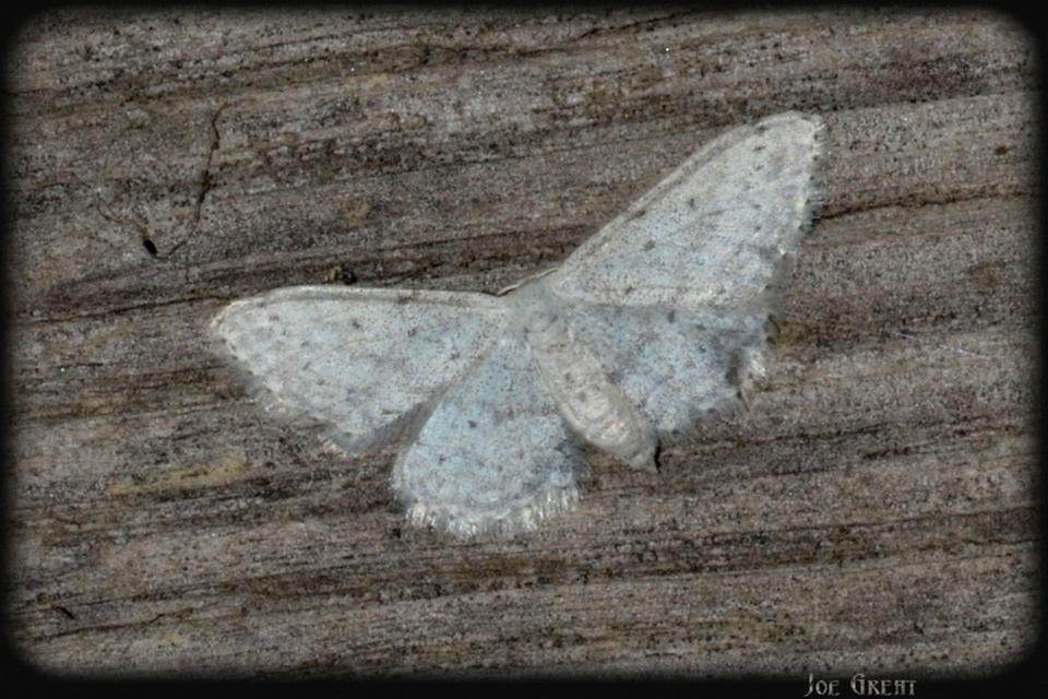 Idaea seriata - szürke apróaraszoló