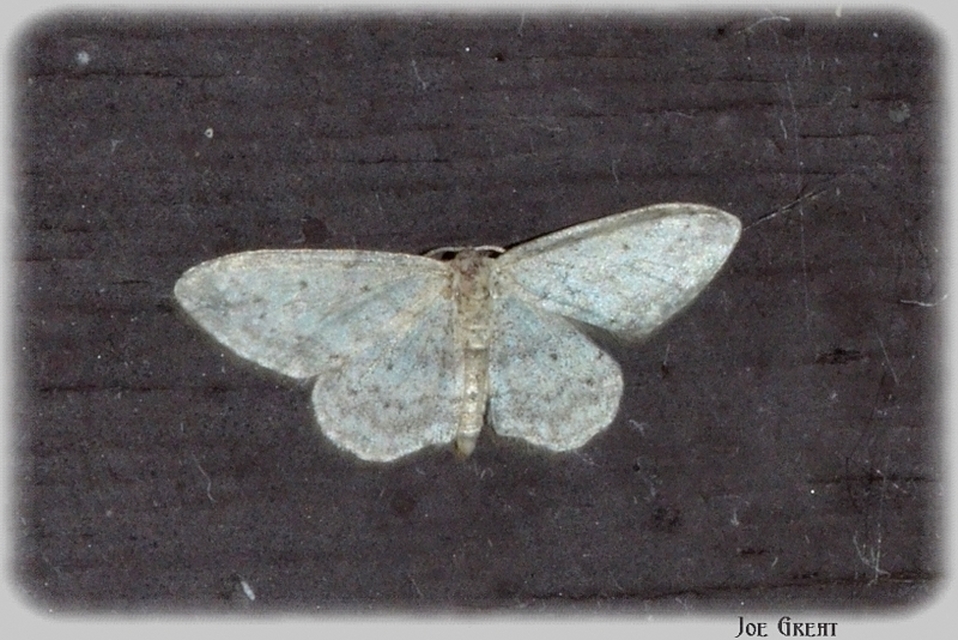 Idaea seriata - szürke apróaraszoló