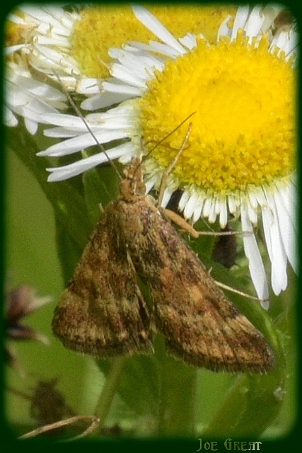 Pyrausta despicata - réti bíbormoly