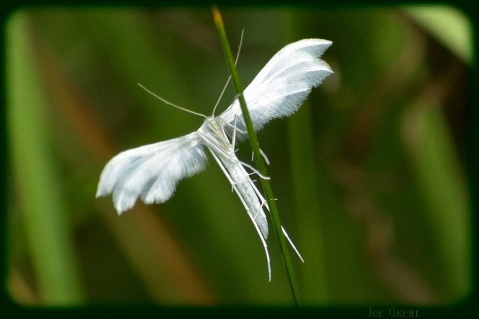 Pterophorus pentadactyla - fehér tollasmoly