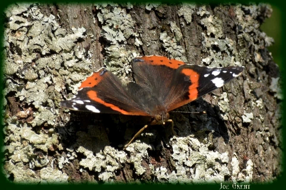 Vanessa atalanta - atalantalepke