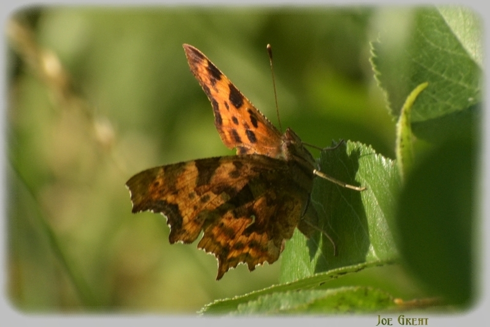 Nymphalis c-album - C-betűs lepke