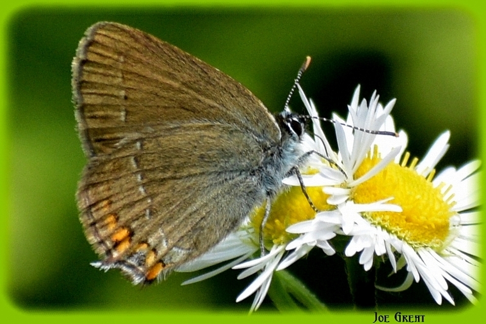Satyrium acaciae - akác-csücsköslepke