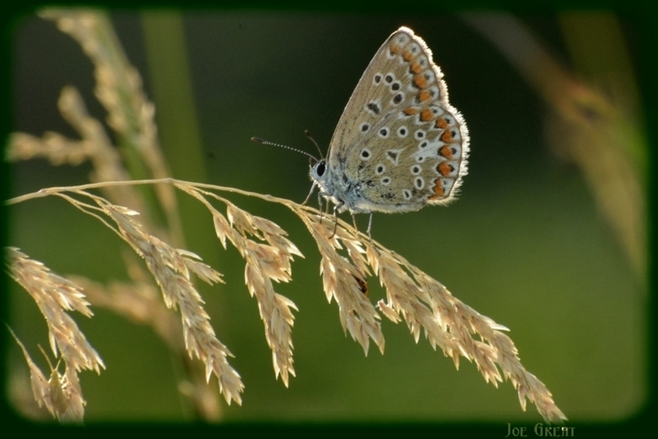 Polyommatus icarus - közönséges boglárka